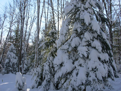 Maine Snow